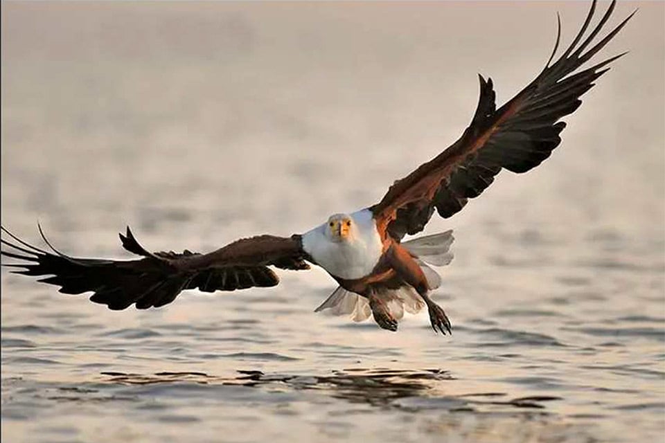 Flying Fish eagle, Namibia