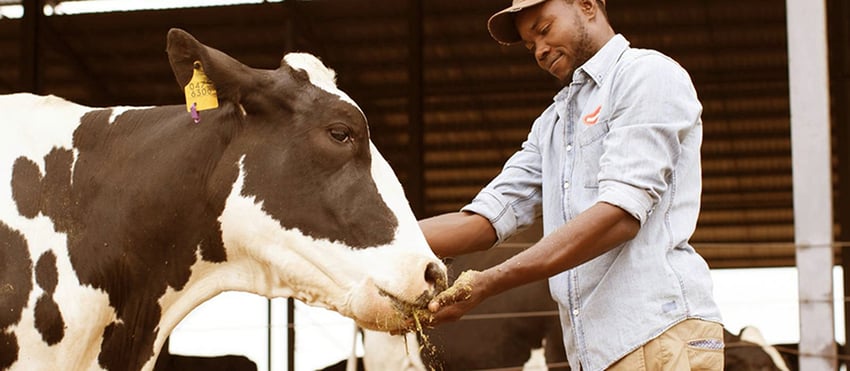A dairy cow and a handler the Mariental Superfarm. Photo: Namibia Dairies