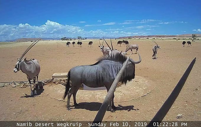 Wild anibmals at waterhole in the Namib Desert, Namibia