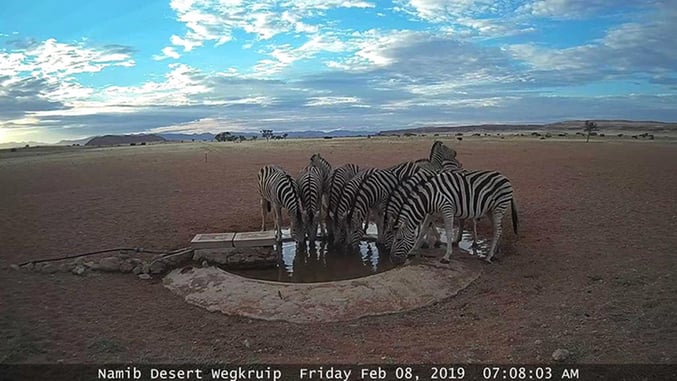 Zebra, Namib Desert, Namibia