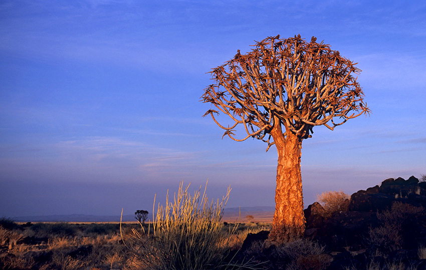 Canyon Village, quiver trees