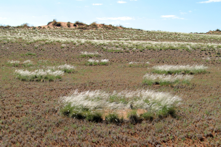 Fairy circles of the Namib Desert