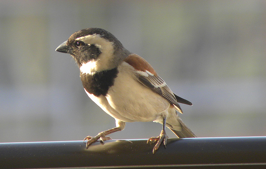 Birding in Namibia, Cape Sparrow