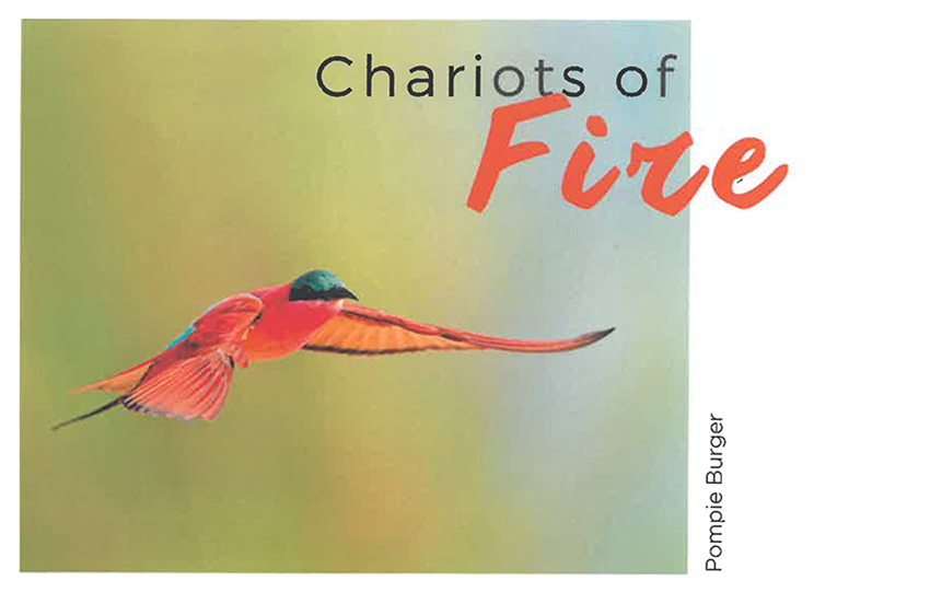 Carmine Bee-eater, birds in Namibia