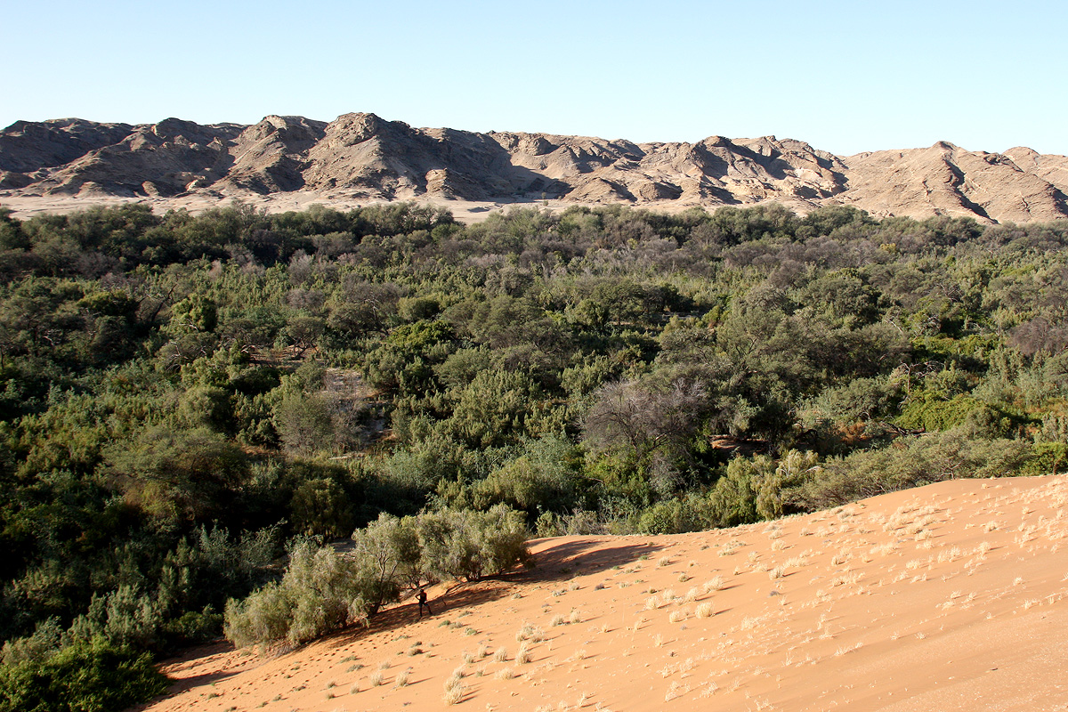 Forest in the Namib Desert near Homeb in the Kuiseb Rivier 