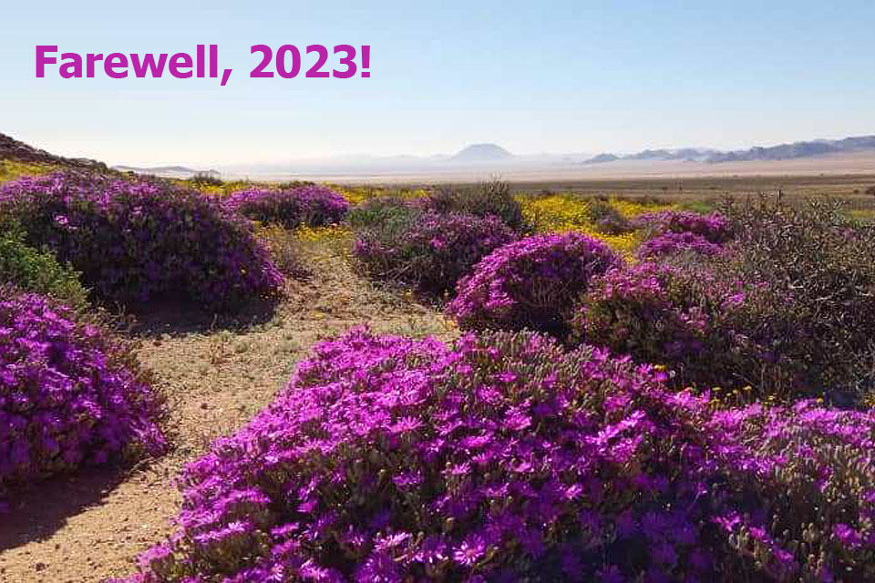 Flowers at Desert Horse Inn