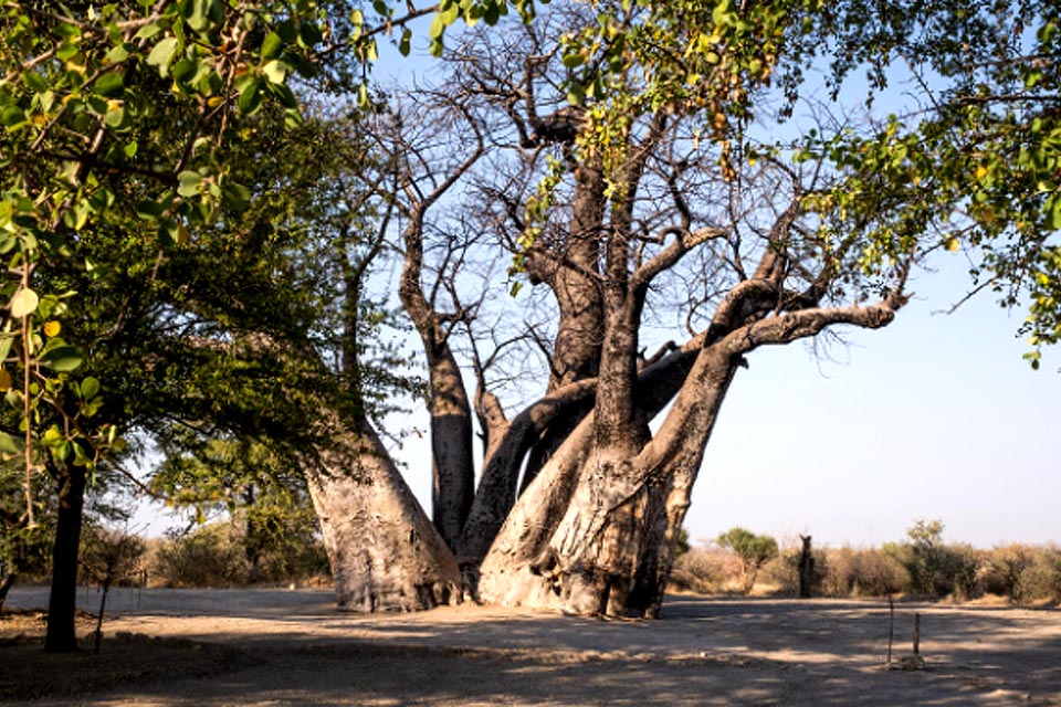 baobab tree population