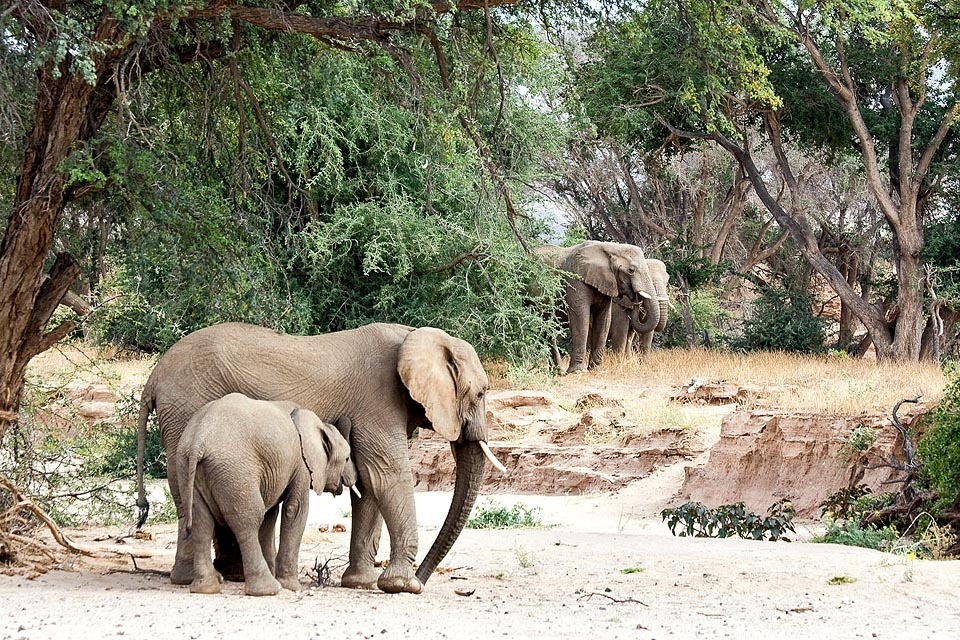 adopt and protect desert elephants