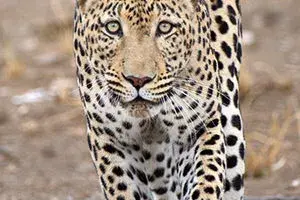 Big Cats in Namibia