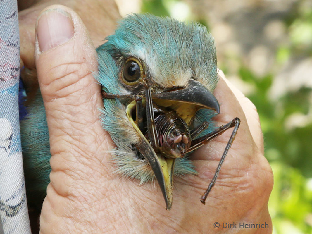 Birding in Namibia - European Roller