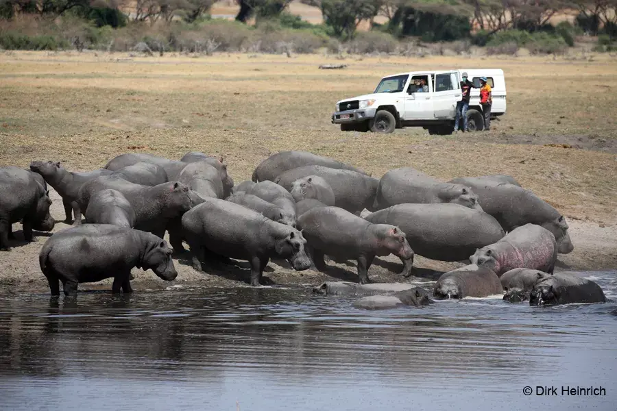 Chobe Hippos