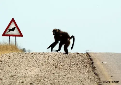 Slow down, Animals ahead