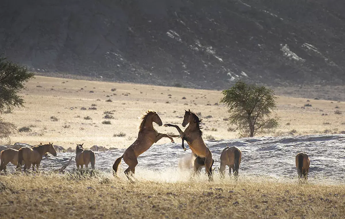 Wild Horses of Namibia
