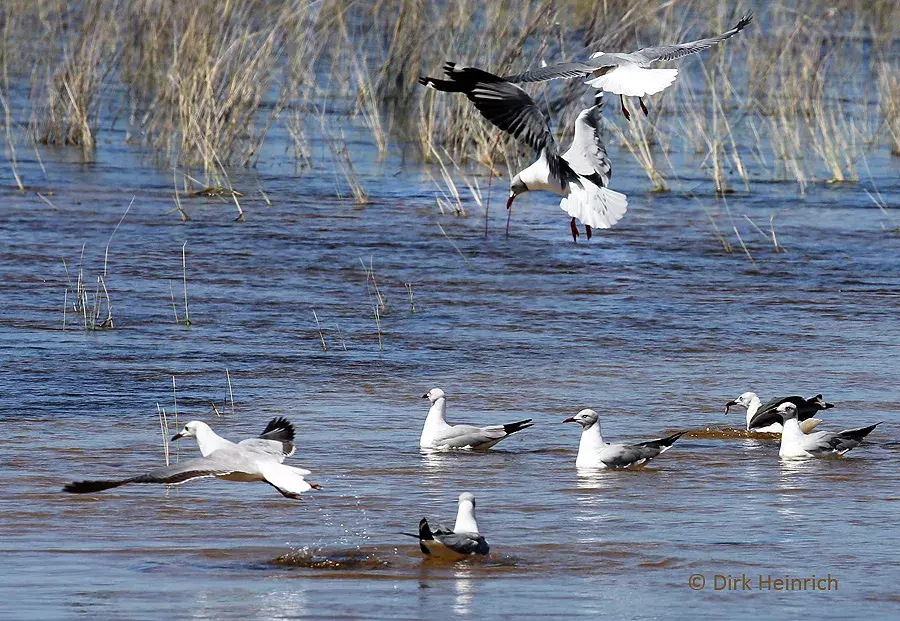 Yellow-billed Storks