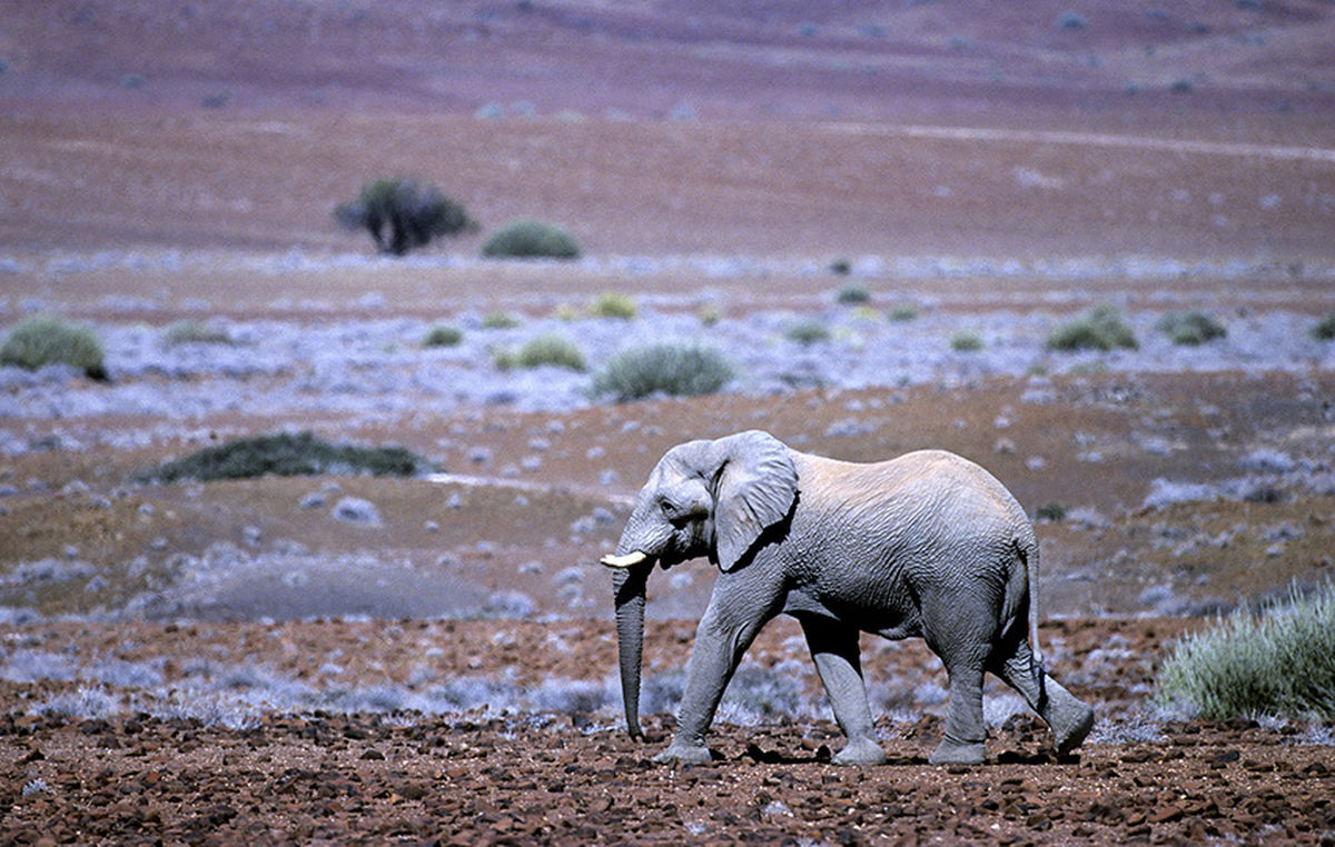 desert elephant