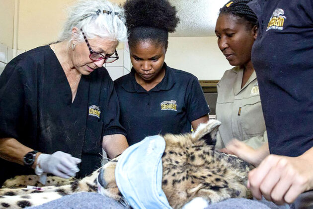 Cheetahs are back in India, in Kuno National Park