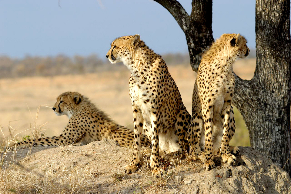 Cheetahs relocated from Namibia to India