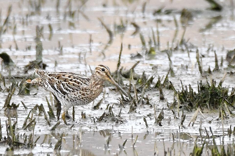 Great Snipe (Gallinago media) at Avis Dam in Namibia