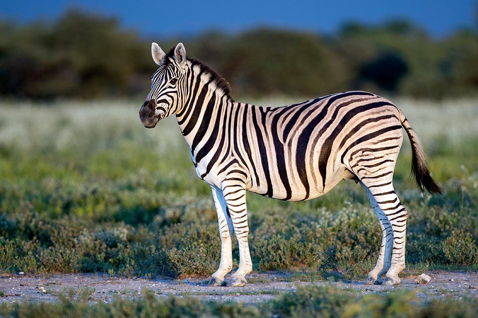 three zebra species