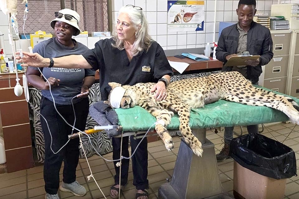 Cheetah Conservation Fund in Namibia
