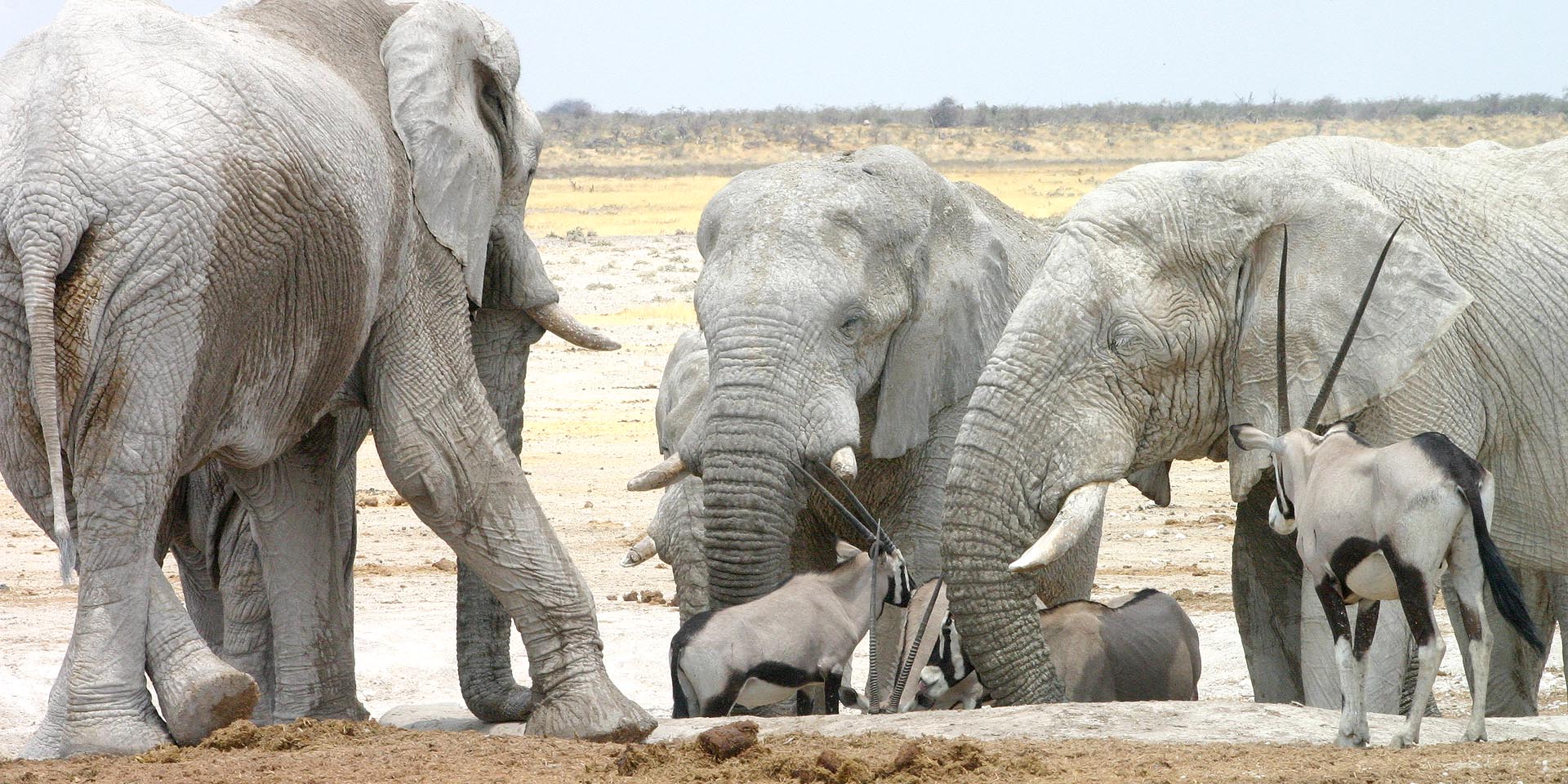 Elephants Oryx antelopes Waterhole Nebrowni Etosha National Park North Namibia 8 km east Okaukuejo Road closed end November