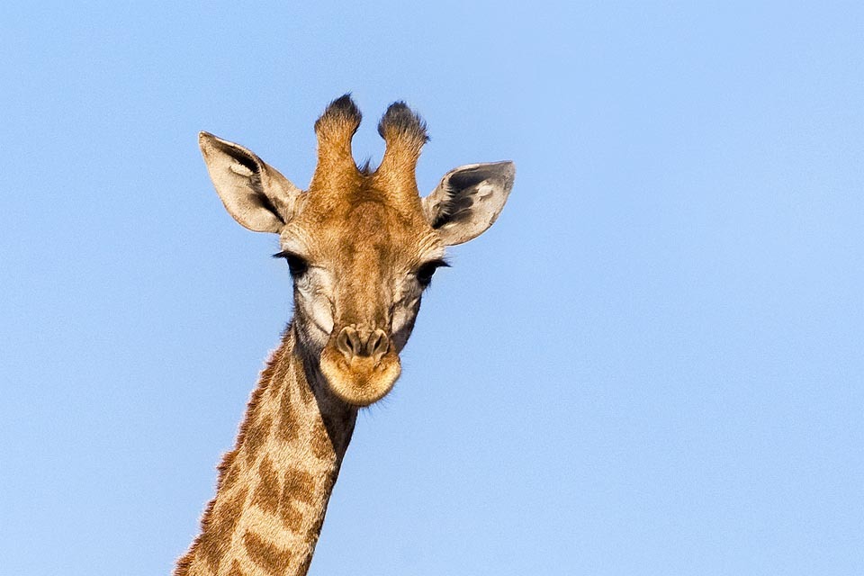 Angolan giraffe (Giraffa giraffa angolensis [kursiv]) in Namibia