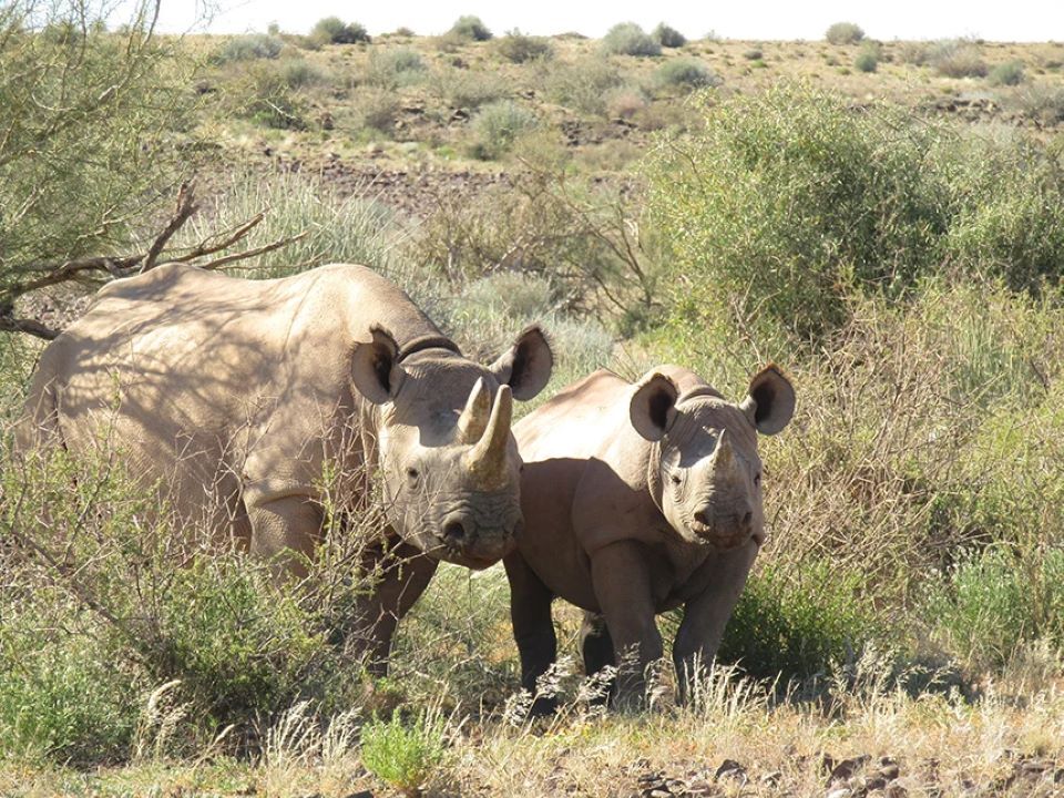 Black rhino cow with her calf at Palmwag Camp and Lodge