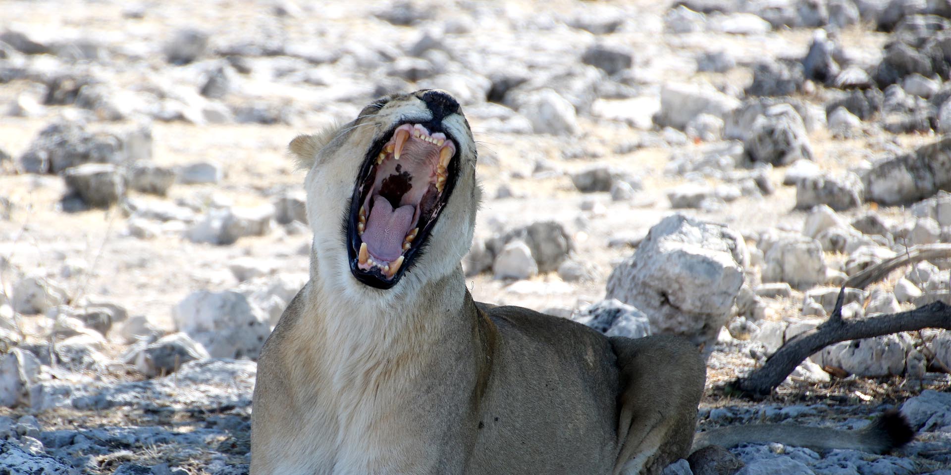 Preparing to rest Yawning lioness in Etosha National Park in northern Namibia Photo Sven-Eric Stender