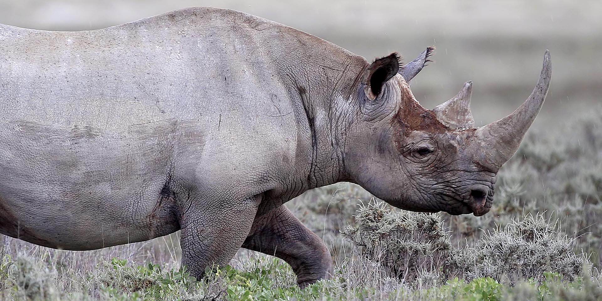 Rhino poaching in Namibia declined significantly Symbolic image Black rhinoceros at Gemsbokvlakte in Etosha National Park Photo Yathin S Krishnappa Wikipedia