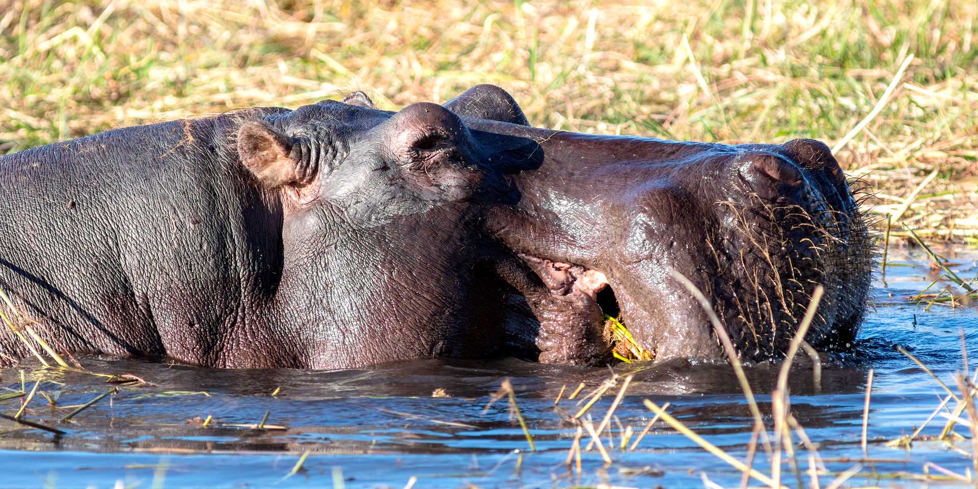 One of Namibia's world record holders in nature hippo Hippopotamus amphibius in rivers of Zambezi region has largest mouth of any land animal Photo Diego Delso Wikipedia