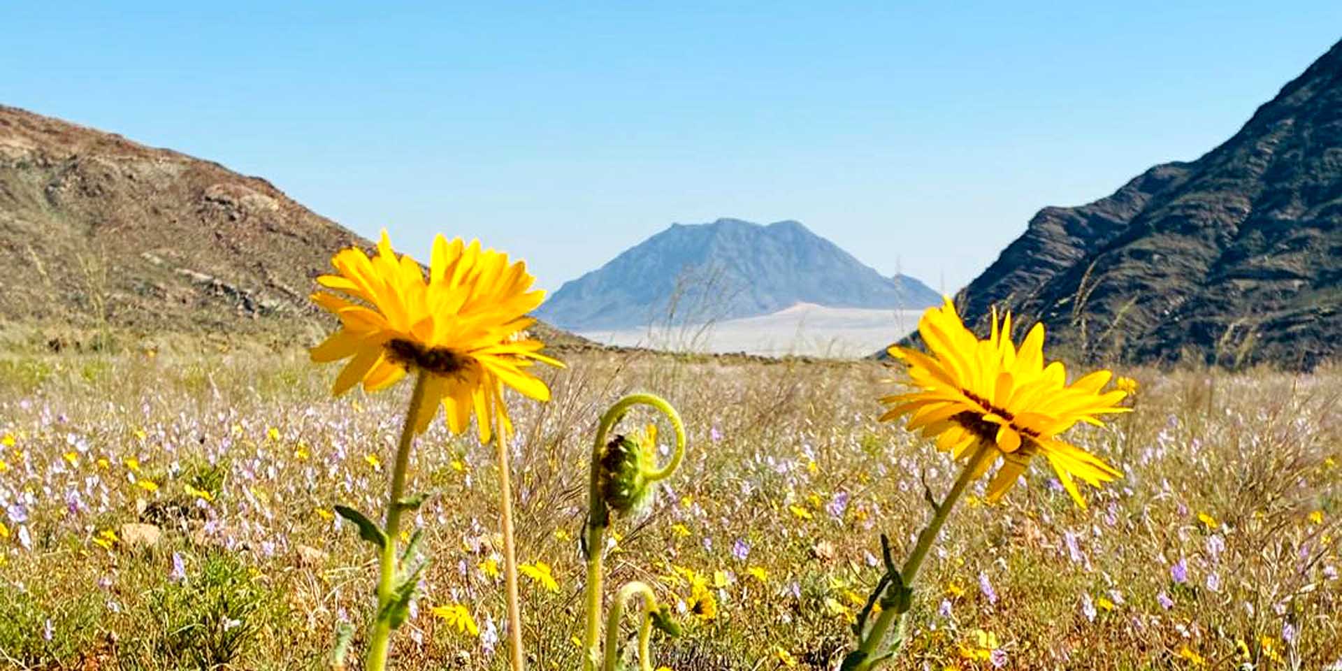 Namibia's Namaqualand in yellow: Blooming desert on the eastern edge of the Namib west of Aus, with the extinct vulcano 'Dikke Willem' in the background. Photo: Klein-Aus Vista