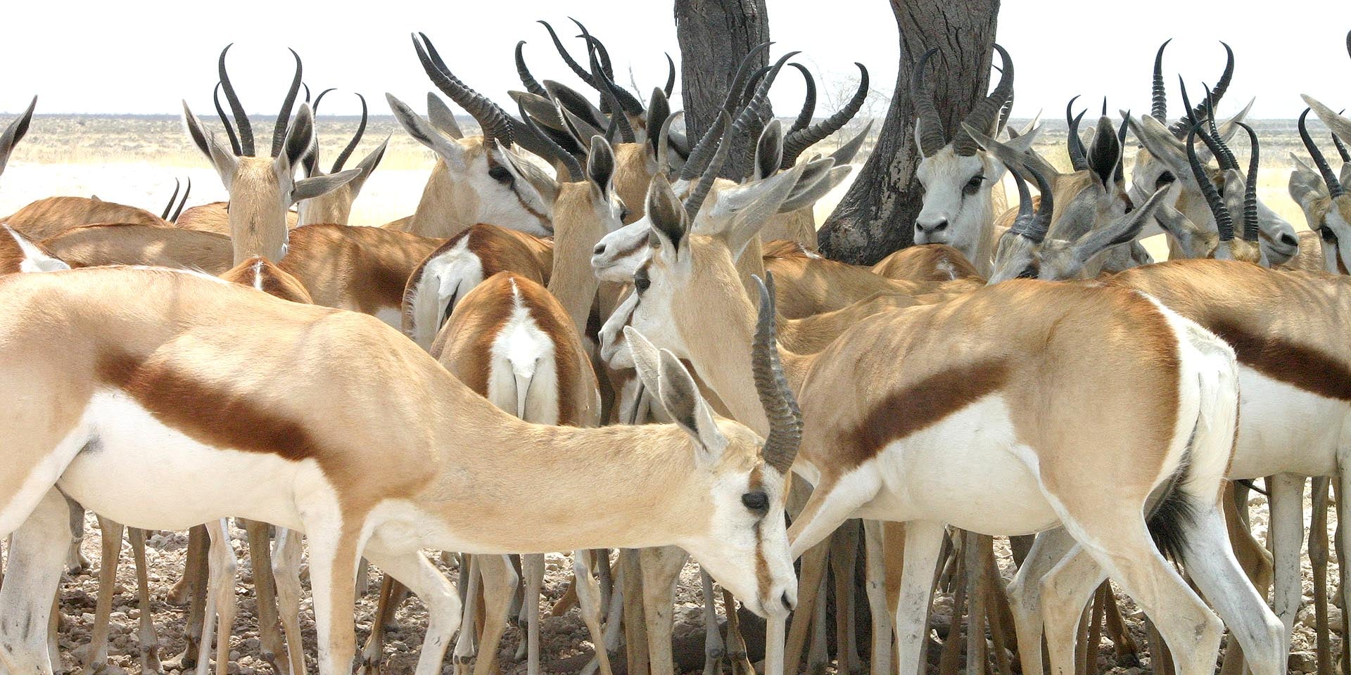 Etosha 'donates' over 900 wild animals to conservancies