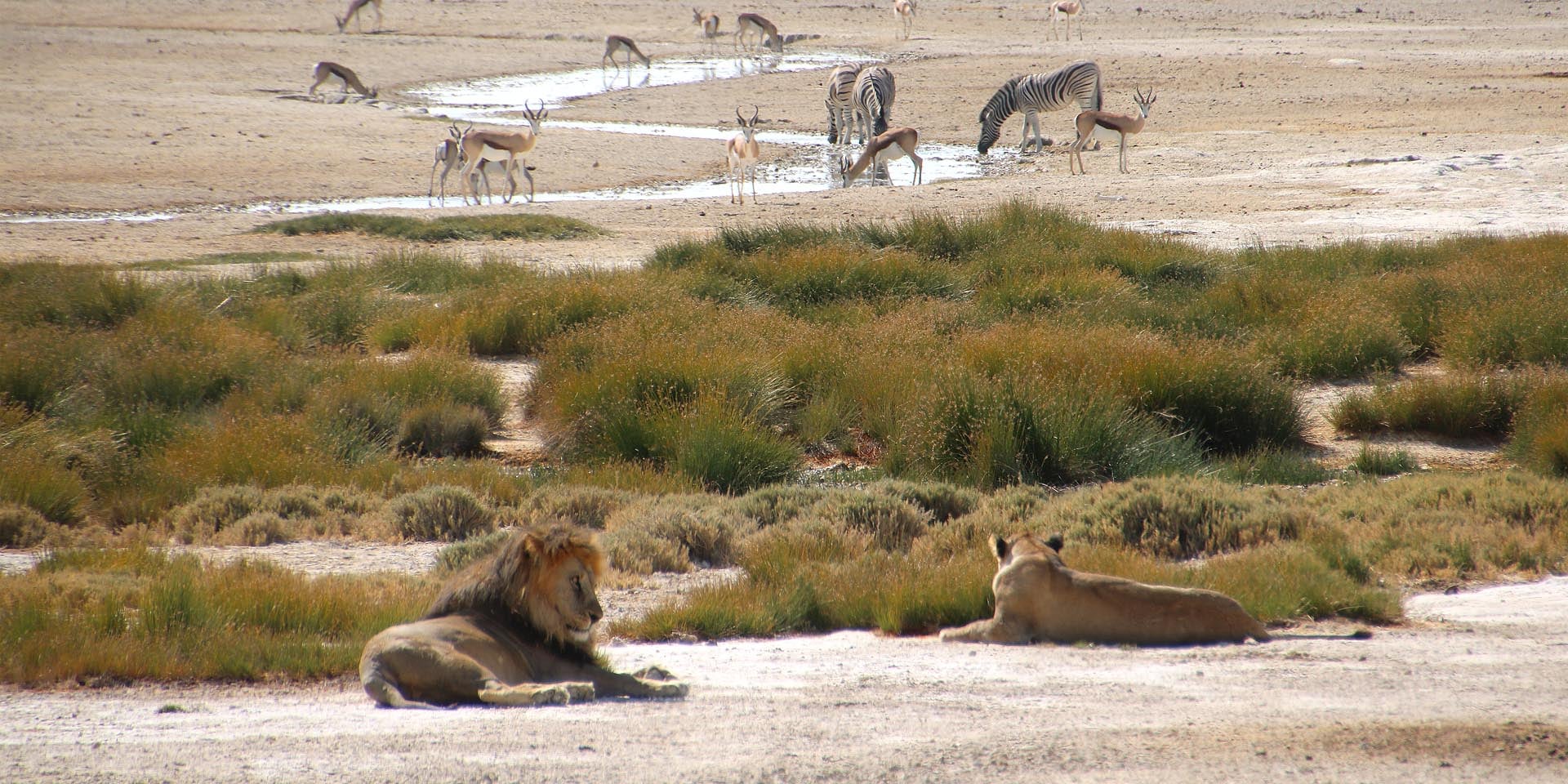 One third of predator species in Namibia threatened