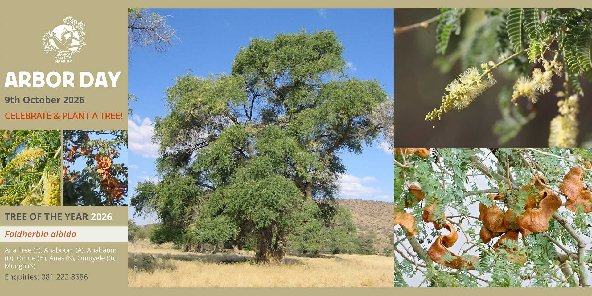 Namibia’s Tree of the Year 2026: The Ana tree