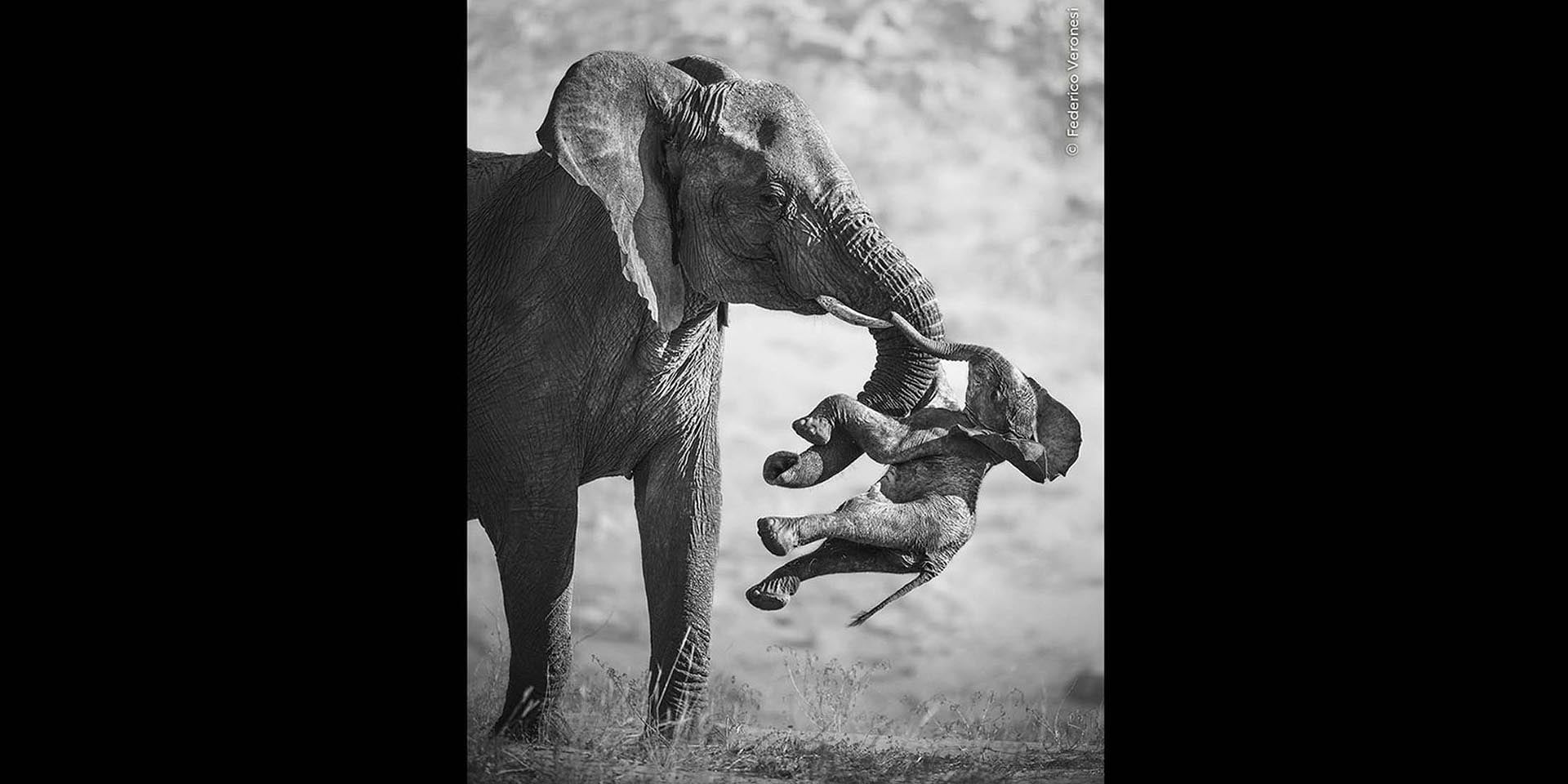 The Aftermath photograph earned Italian photographer Federico Veronesi top prize in Wildlife Photographer of Year 2026 competition elephant cow in Huab dry river northwestern Namibia carries dead calf Source Natural History Museum