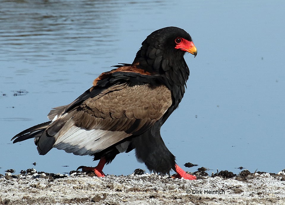 Birding in Namibia, The Bateleur Eagle