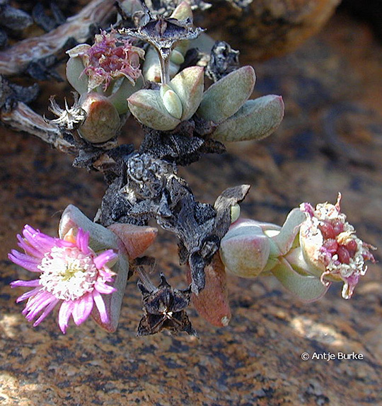 plants in the Sperrgebiet