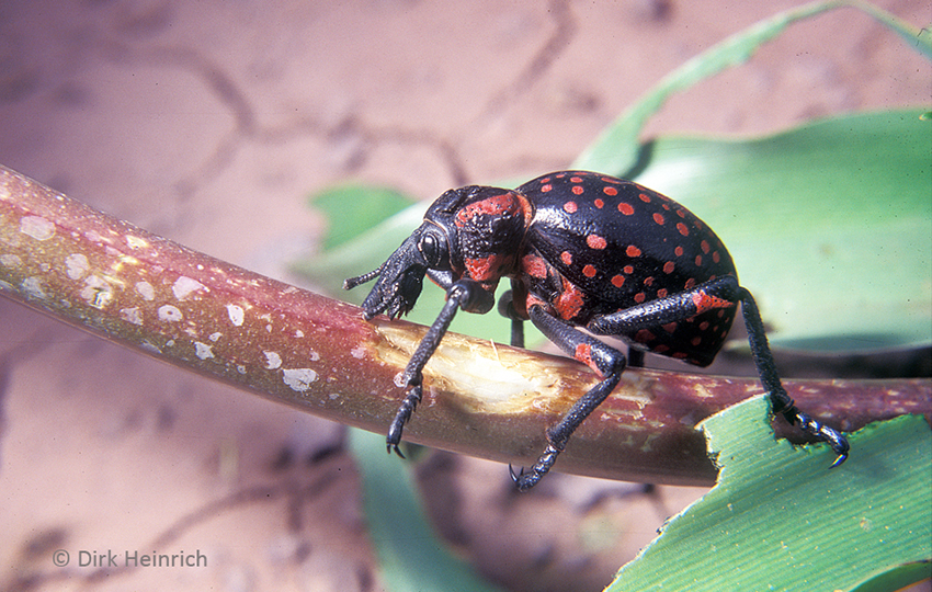 Sandhof lily (Crinum paludosum)