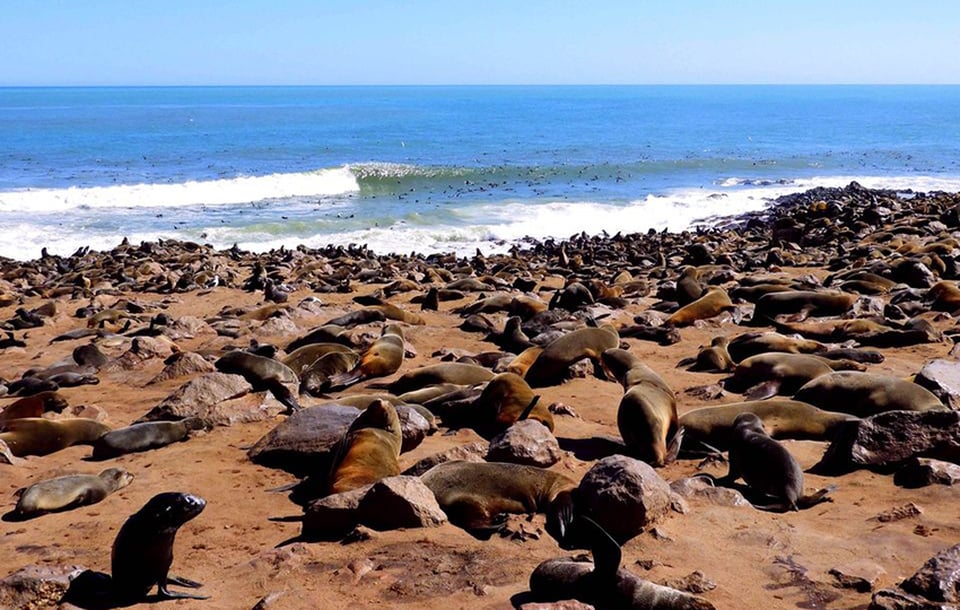 Cape Cross Seals