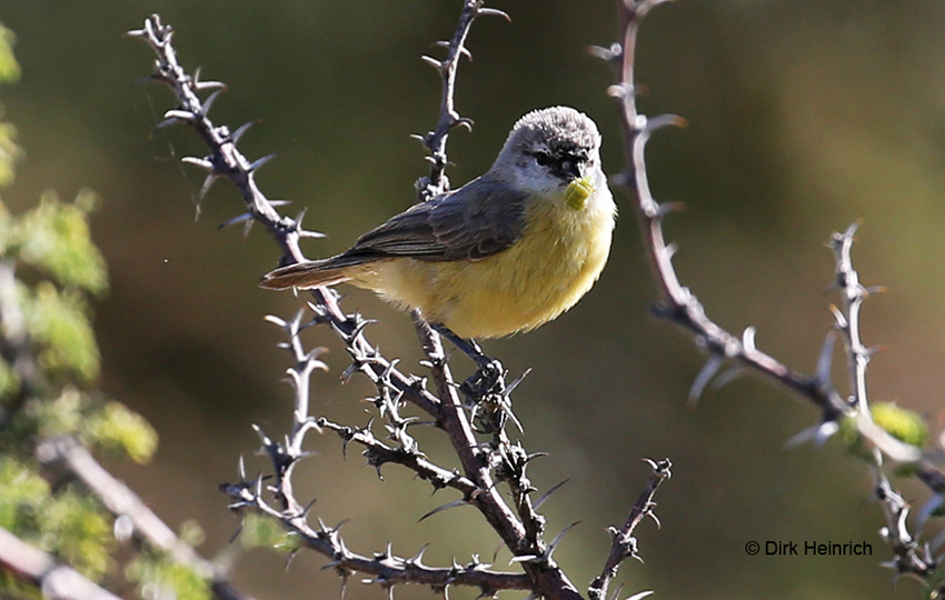 Cape penduline tit nest