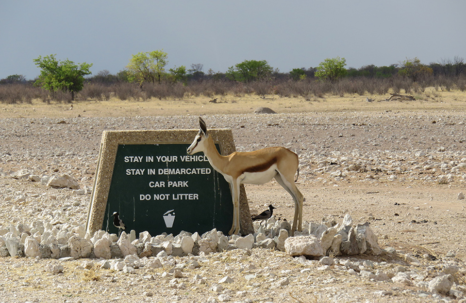 Gondwana's Etosha Collection