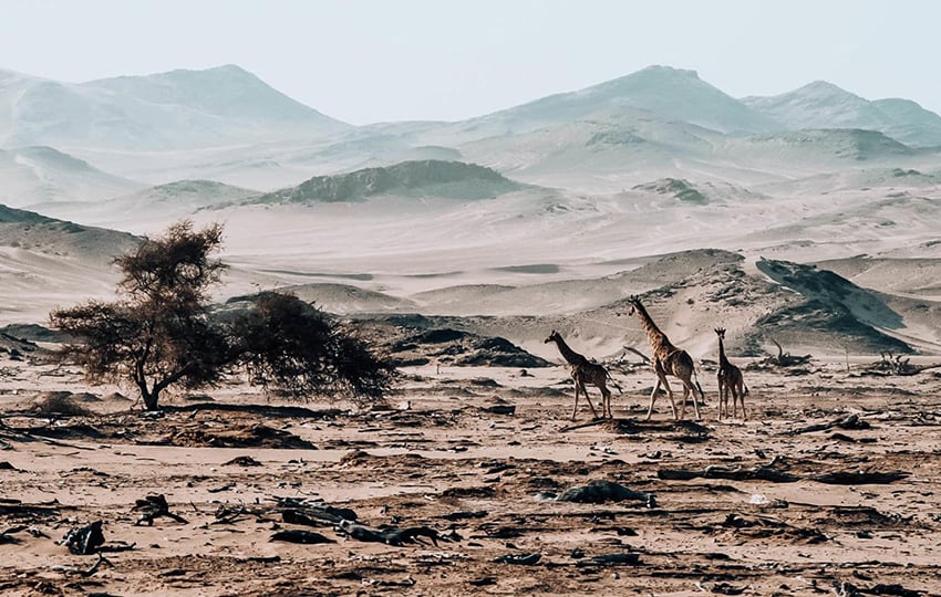 Giraffes in Namibia