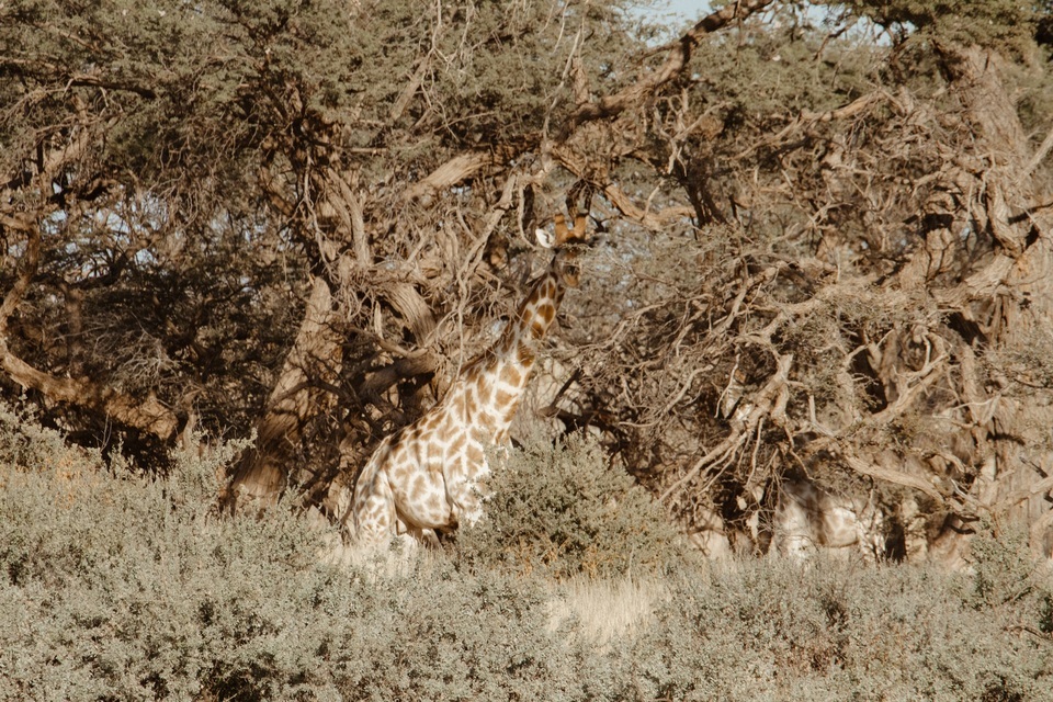 Wild animals in Kalahari