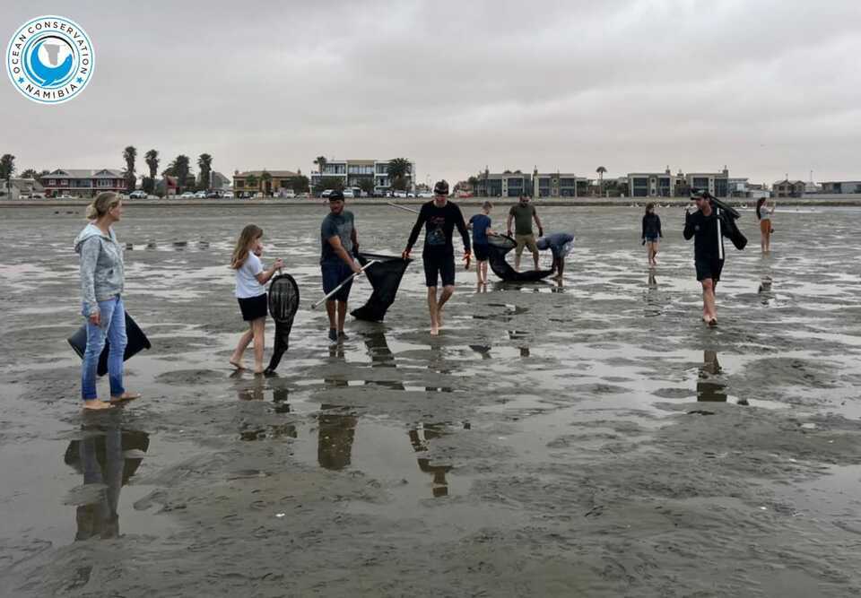 Sharks at Walvis Bay
