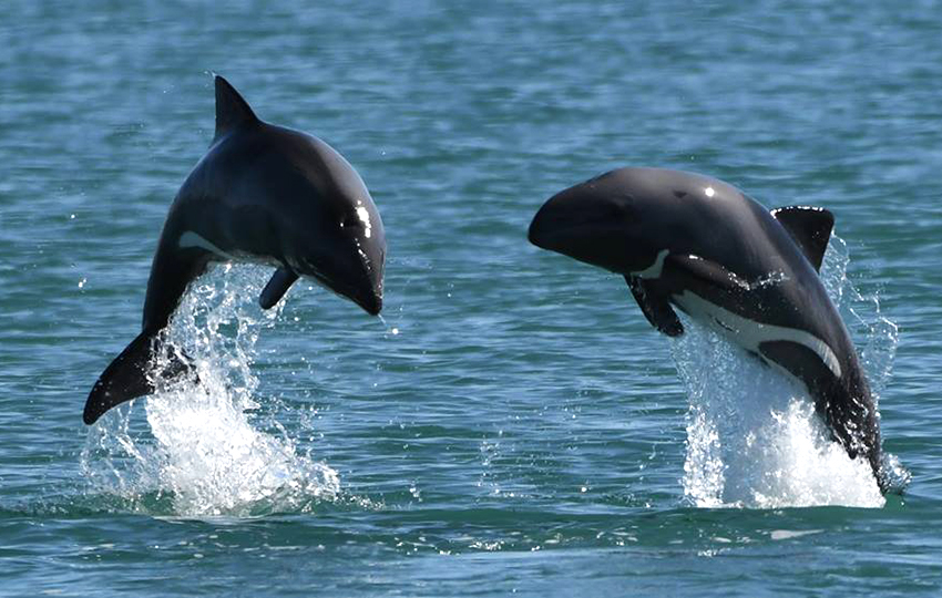 The Benguela Current