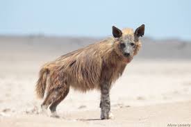 Brown hyena in Namibia