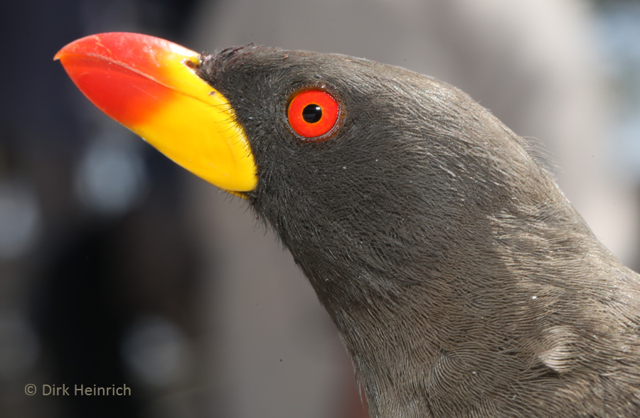 Yellow-billed Oxpecker, Birds in Namibia